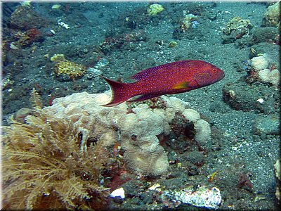 IMG_2269_b.jpg