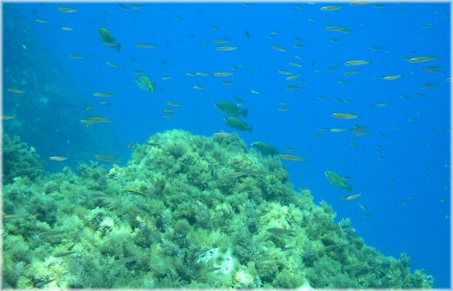 Fische.jpg