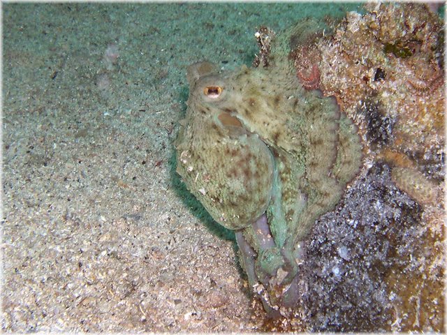 Oktopus1.jpg