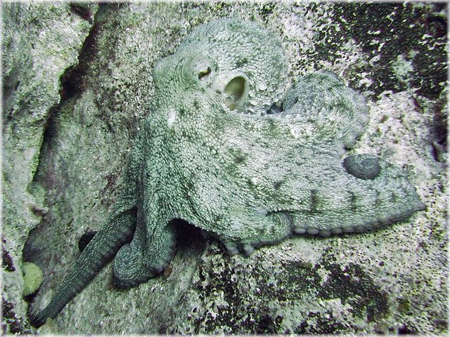 Oktopus3.jpg